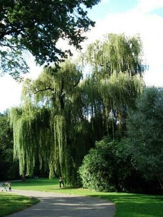 Weeping Willow Tree Types HD Photo Galeries Beach Garden Wallpaper