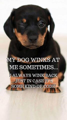 Funny Dog Saying On Phone Wallpaper For I And Android