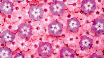 Pink Flowers Wallpaper