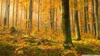 German Forest In Autumn 4k HD Desktop Wallpaper For Ultra