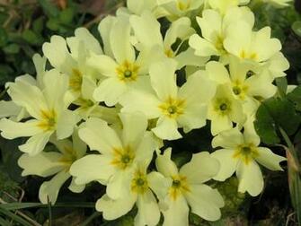 Spring Sweet Flower Wallpaper Primrose HD