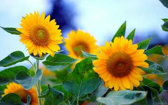 Flowers HD Wallpaper Widescreen Desktop