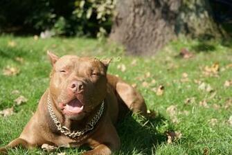 Pit Bull Dog HD Wallpaper
