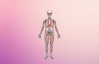 Anatomy Wallpaper