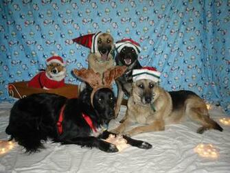 Christmas German Shepherd Pictures Dog