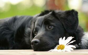Black Beautiful Dog Wallpaper