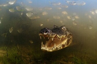 Animal Crocodile Wallpaper