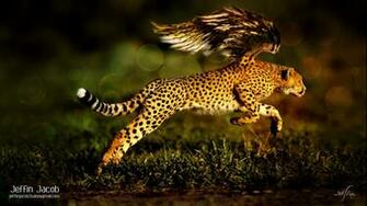 Cheetahs Running Wallpaper