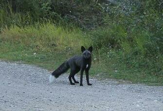 Black And Silver Fox HD Wallpaper HDblackwallpaper
