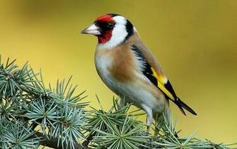 Tree Wallpaper Photo And All Goldfinch