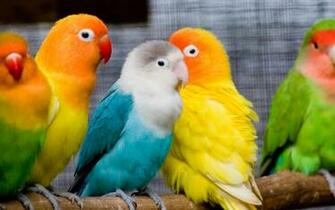 Birds Desktop Wallpaper Cute HD