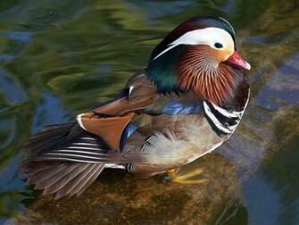 Canard Mandarin Wallpaper