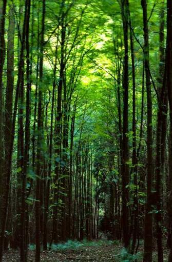 Nature Forest Trippy Wallpaper Art HD