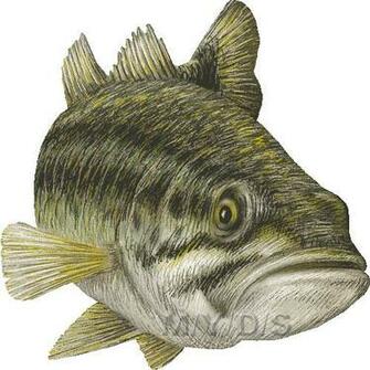 Largemouth Bass Black Clipart Graphics Clip Art