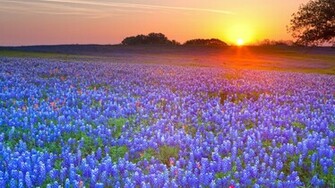 Country Texas Computer Wallpaper Desktop Background