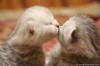 Funny Baby Cats Widescreen Wallpaper