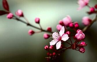 Gambar Bunga Sakura Sedang Mekar