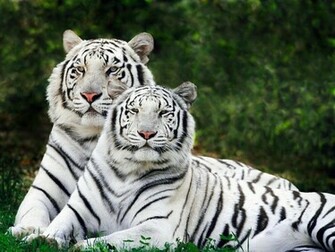Bengal Tiger