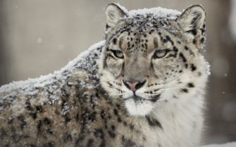 Majestic Snow Leopard HD Wallpaper