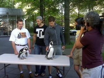 Kris Letang Jpg