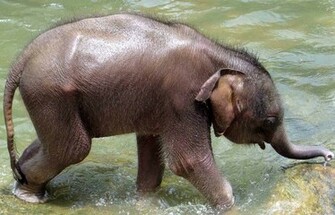 Baby Elephant Pictures HD Wallpaper In Animals Imageci