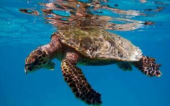 Turtle Swimming In The Clear Blue Water Wallpaper Animal