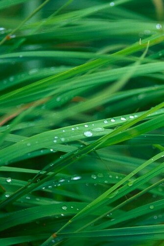 iPhone Wallpaper For Nature