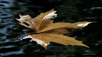 Kaka Leaf Bangon Waya Yantacce Tebur Fuskar
