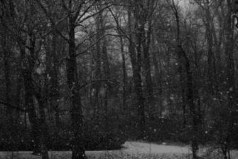 Black And White Forest Quotesclub