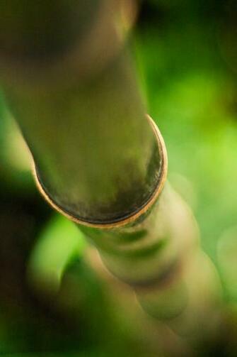 Bamboo For Desktop Wallpaper iPhone