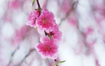 High Quality Wallpaper Widescreen Definition