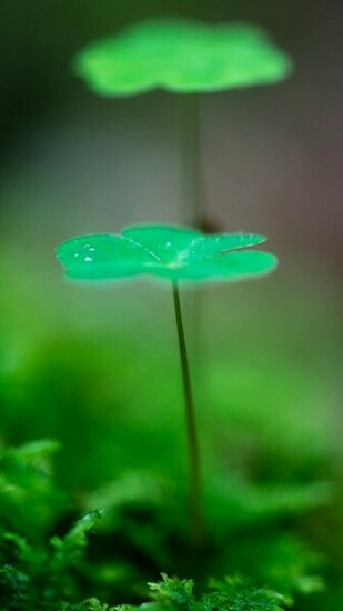 Most Beautiful Green Leaf iPhone Wallpaper HD