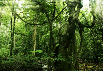 Willow Hale On Actress Rainforest Plants