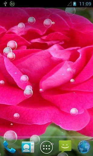 3d Rose Live Wallpaper Fully Depicting Flower