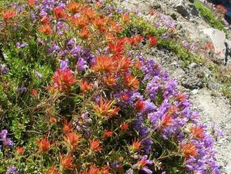 Mountain Wildflowers Wallpaper