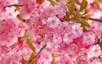 Pink Cherry Blossoms Wallpaper Flower