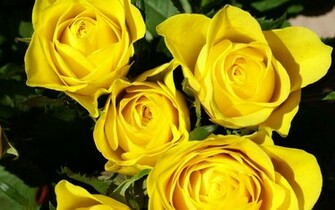 Yellow Roses Wallpaper