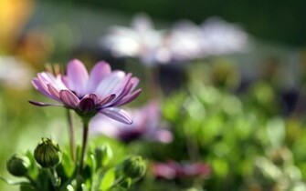 Purple Color Wallpaper Desktop