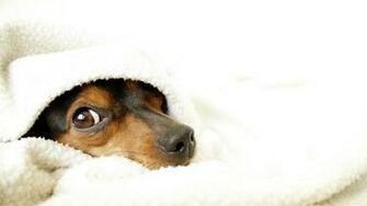 Cute Dog Wallpaper HD Net