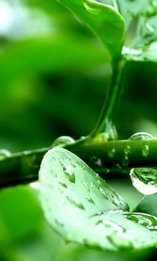 Windows Phone Wallpaper HD