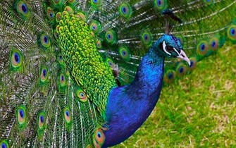 Peafowl Computer Wallpaper Desktop Background Id
