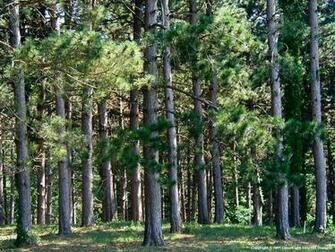Pine Tree Wallpaper