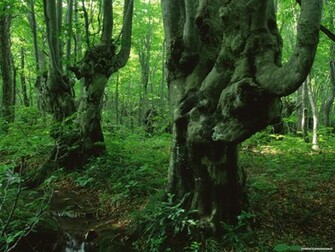 Wallpaper Nature Of Japan Pack Hq