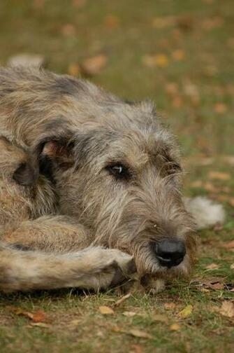 Irish Wolfhound Dog Wallpaper Image Of