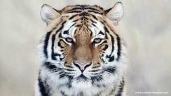 Black Tiger HD Wallpaper Collection