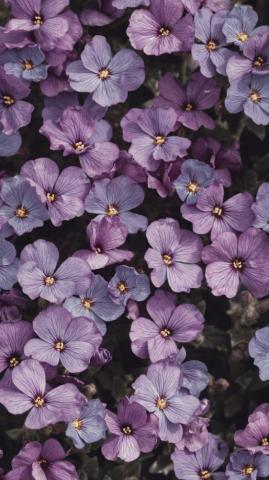 Purple Aesthetic Pictures Image