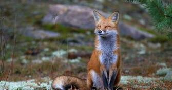 Similiar Red Fox HD Keywords