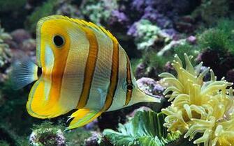 Beautiful Wallpaper For Desktop Fishes HD