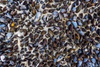 Mussel Picture Wallpaper