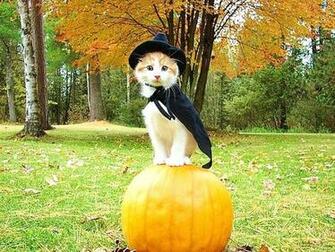 Crisis Cute Halloween Kitten
